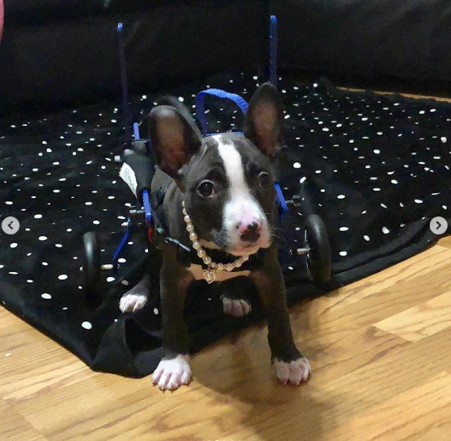 Extra image from article