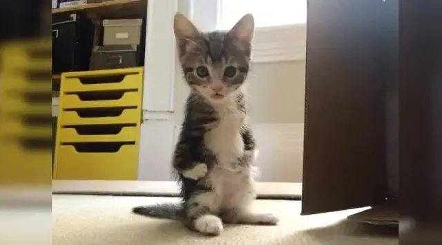 Meet Kanga Roo!...