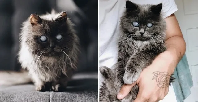 During their visit, all Siamese options ...