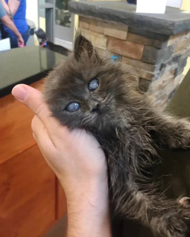 This blind but spirited kitty enjoys wal...