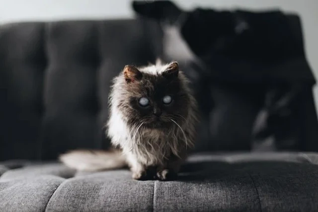 Extra image from article