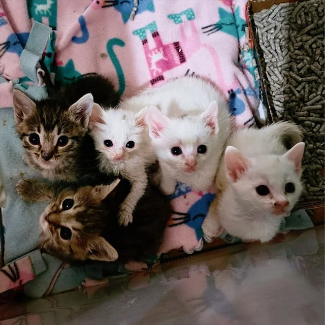 While her siblings remained lively in th...