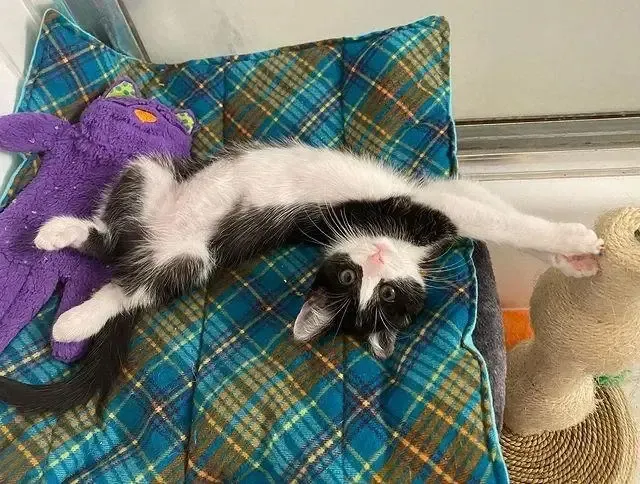 Having transitioned from a street kitten...