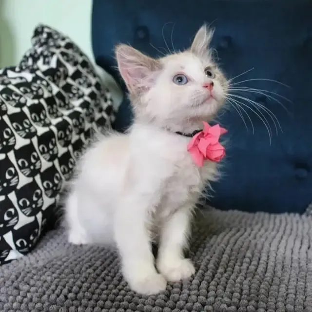 The following morning, the resilient kit...