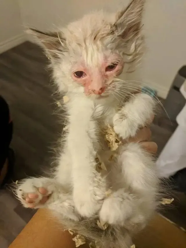 Extra image from article