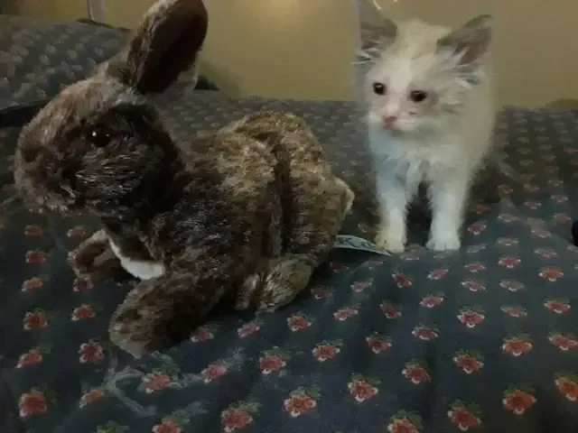 Extra image from article