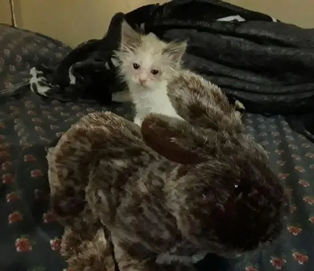 Extra image from article