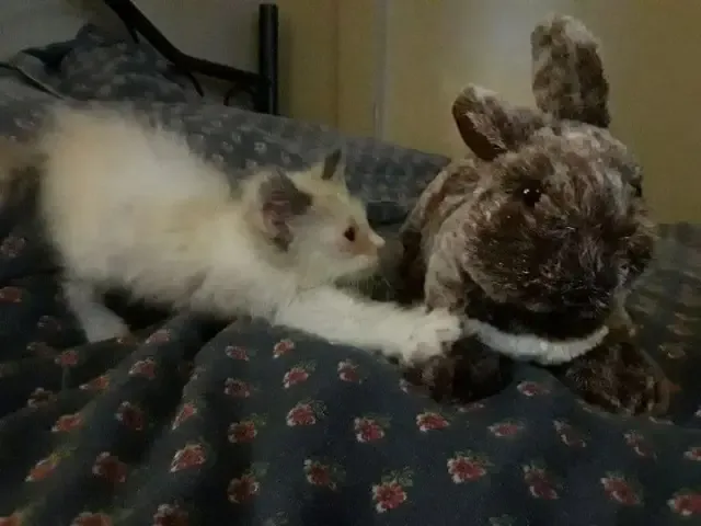 Extra image from article