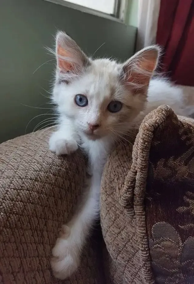 Extra image from article