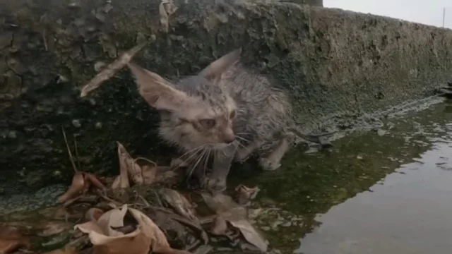 In the days that followed, the kitten's ...