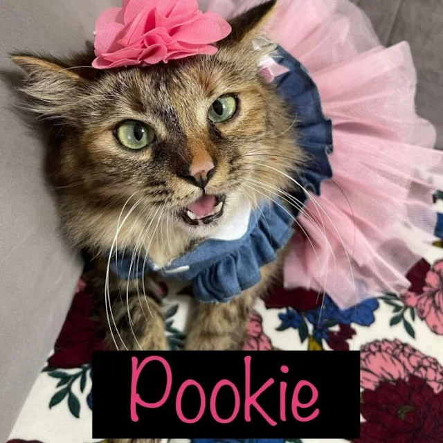 Extra image from article