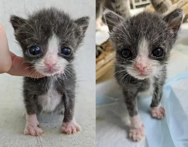 Tiny and behind in his development, Pipe...