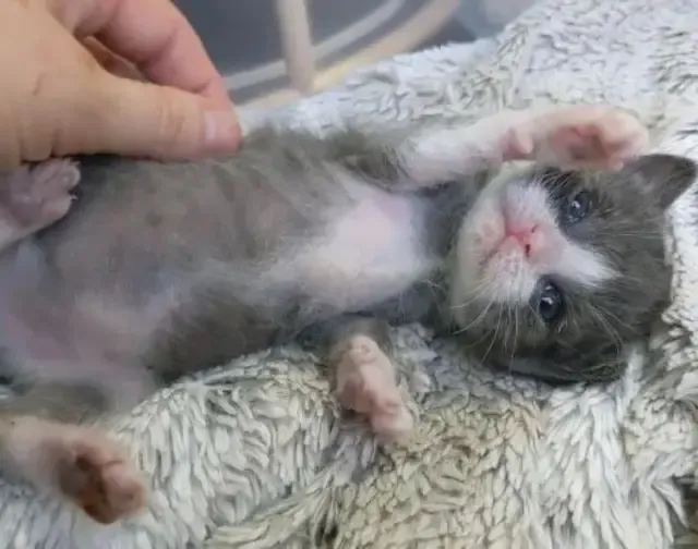 Jillian shared more with Love Meow, sayi...