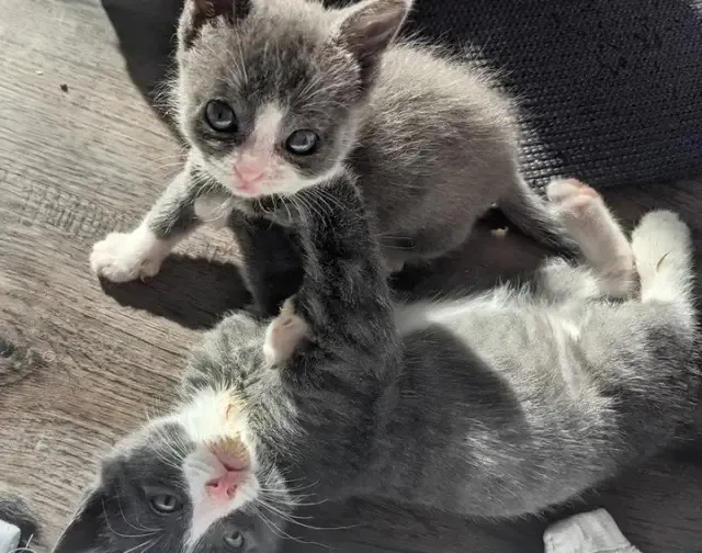 As the days went by, Piper began to thri...