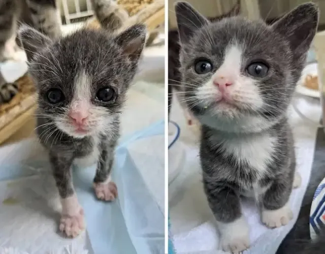 Extra image from article