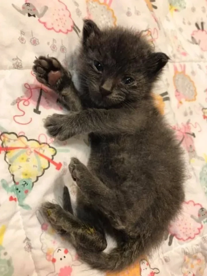 Carmen expressed her pride, 