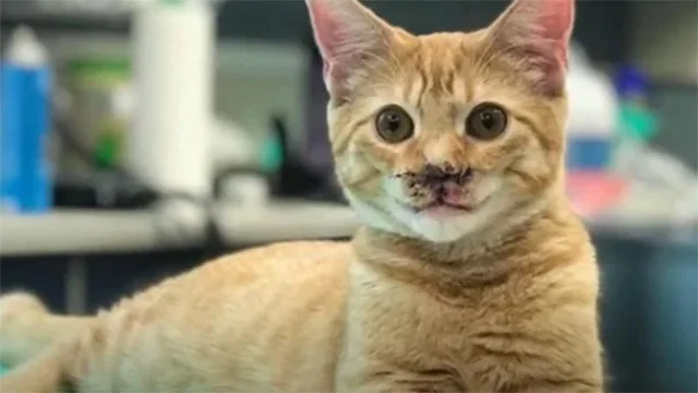 Nigel now enjoys a life filled with joy ...