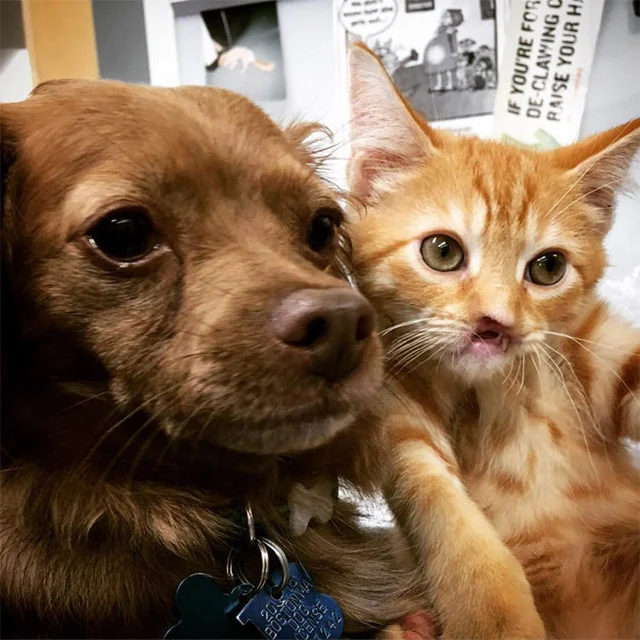 Extra image from article