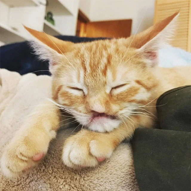 Extra image from article