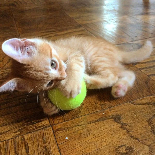 Extra image from article