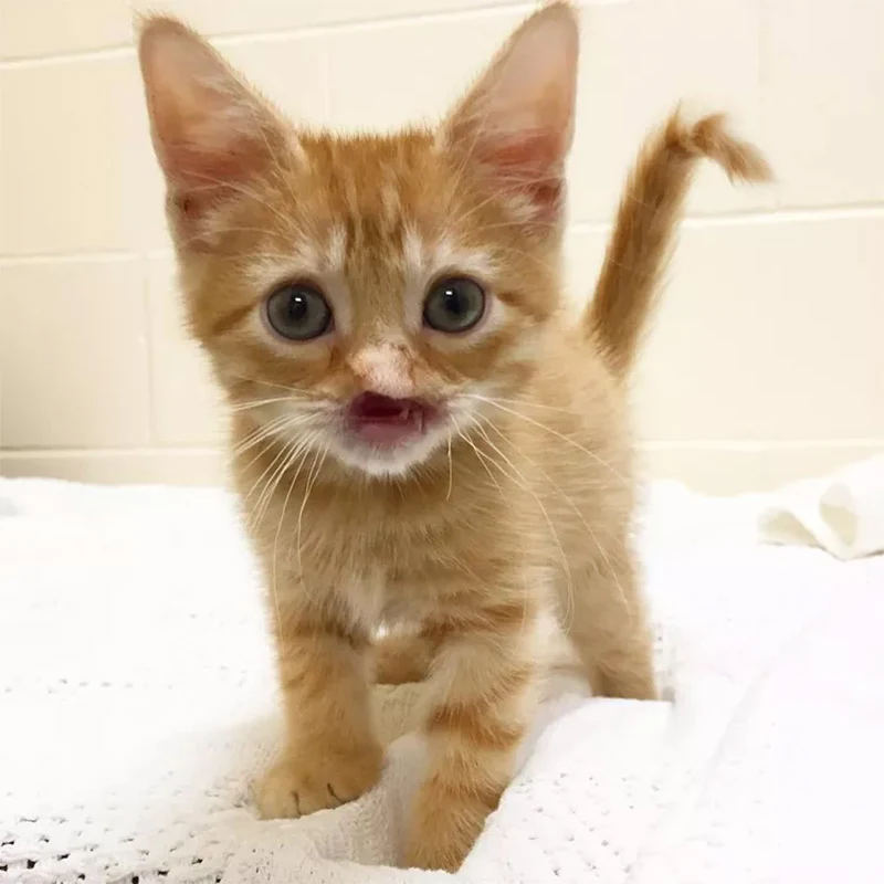 Upon Nigel's arrival, the veterinary tea...