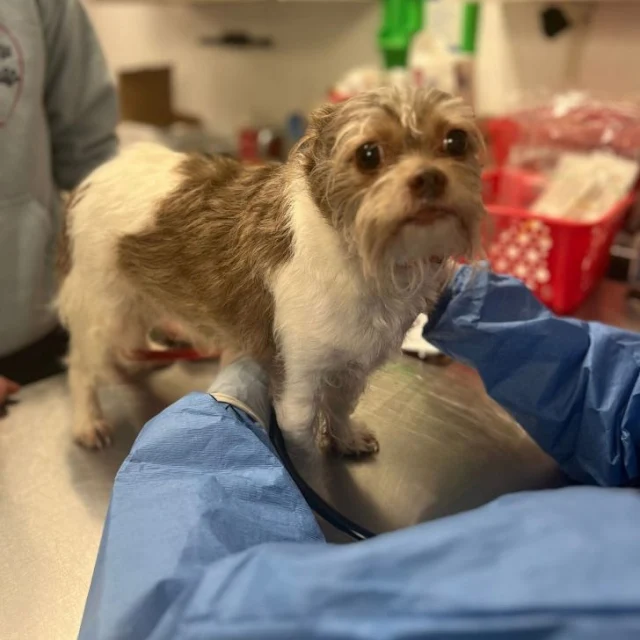 Extra image from article