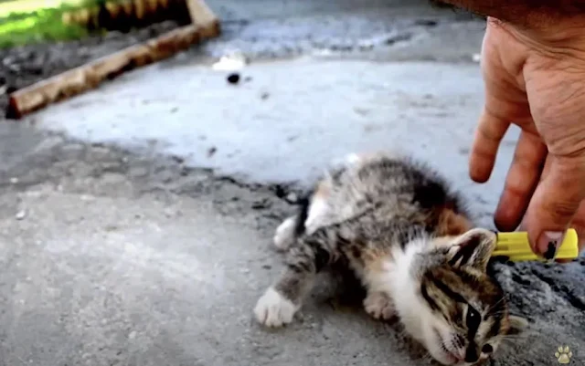 Back at home, the man filled a sink with...