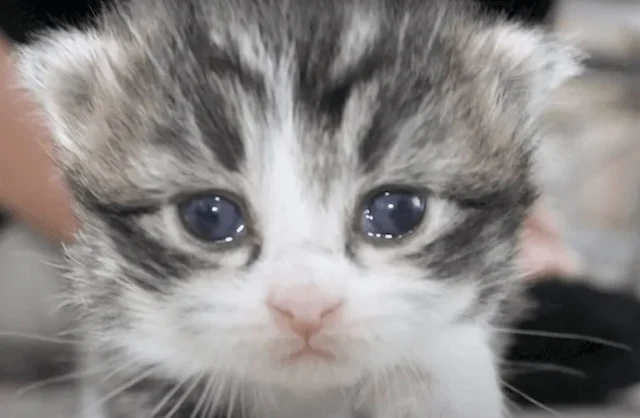 Named Patches, the kitten had found a ho...