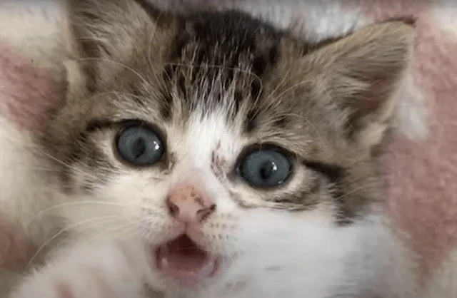 Yet, one question lingered in the man's ...