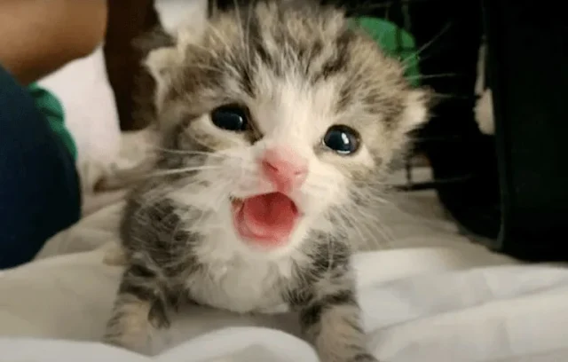 Patches then did something unexpected—he...