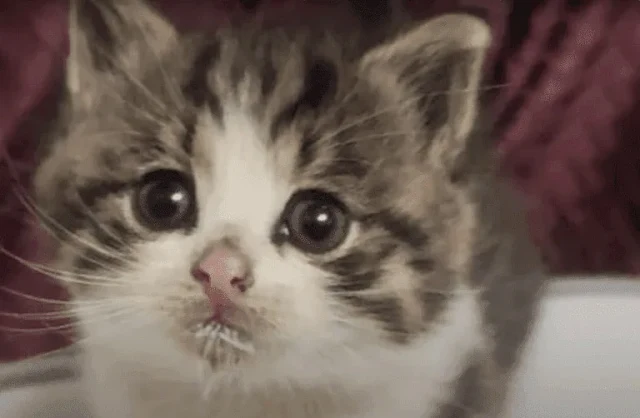 Extra image from article