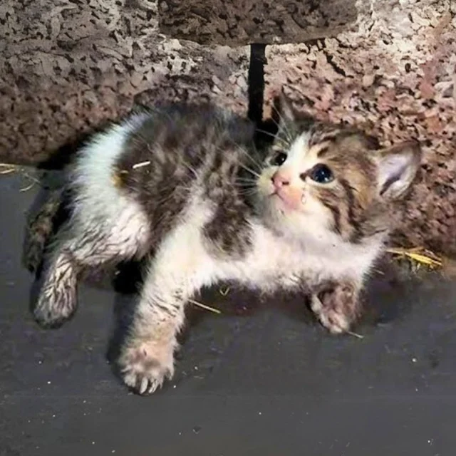 Driven by curiosity, he approached the s...