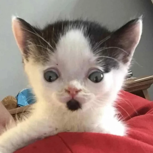 Extra image from article