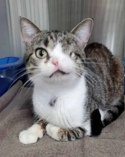 What sets Eggbert apart is his unique ap...