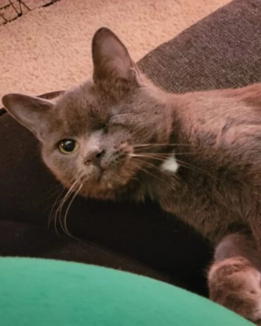 Not only did Eggbert find a loving famil...