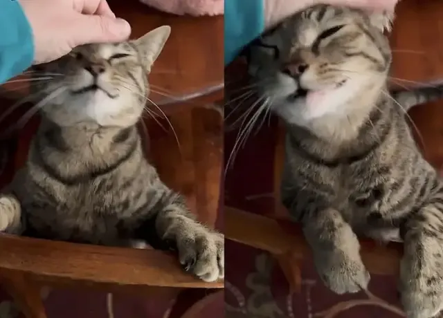 Last month, Chris visited Sparkle Cat Re...