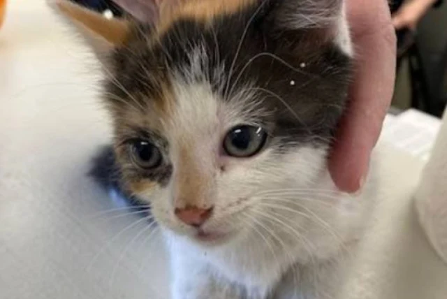 Extra image from article