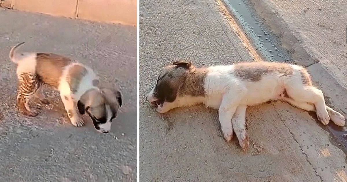 This tiny infant's condition was grave, ...