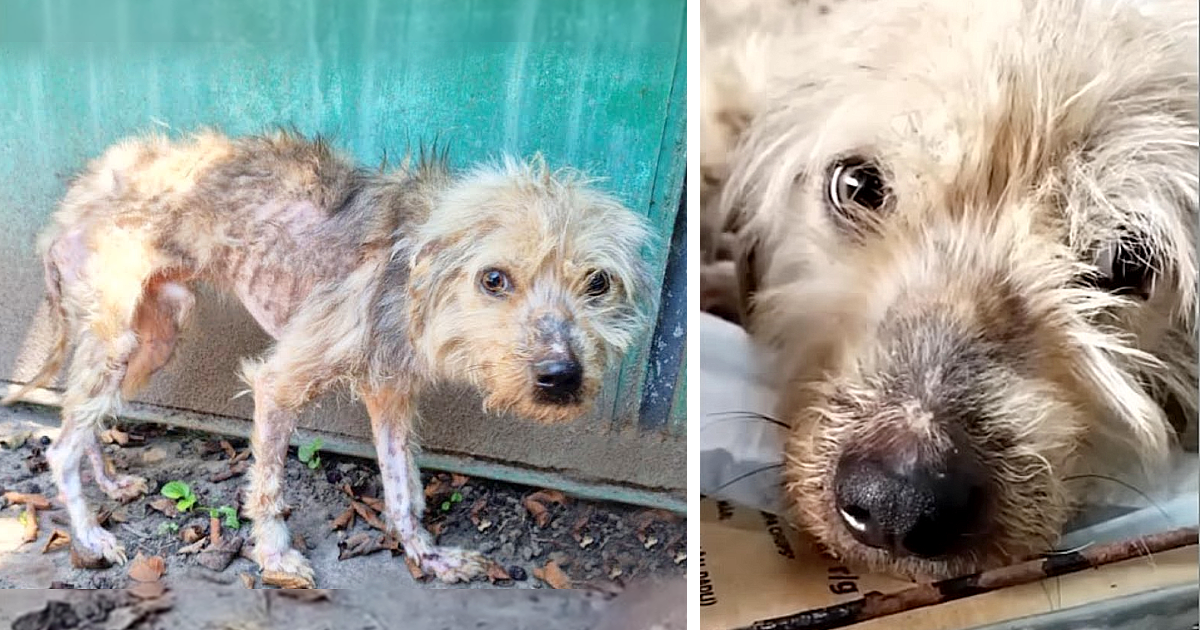 Initially, the dog was frightened of peo...