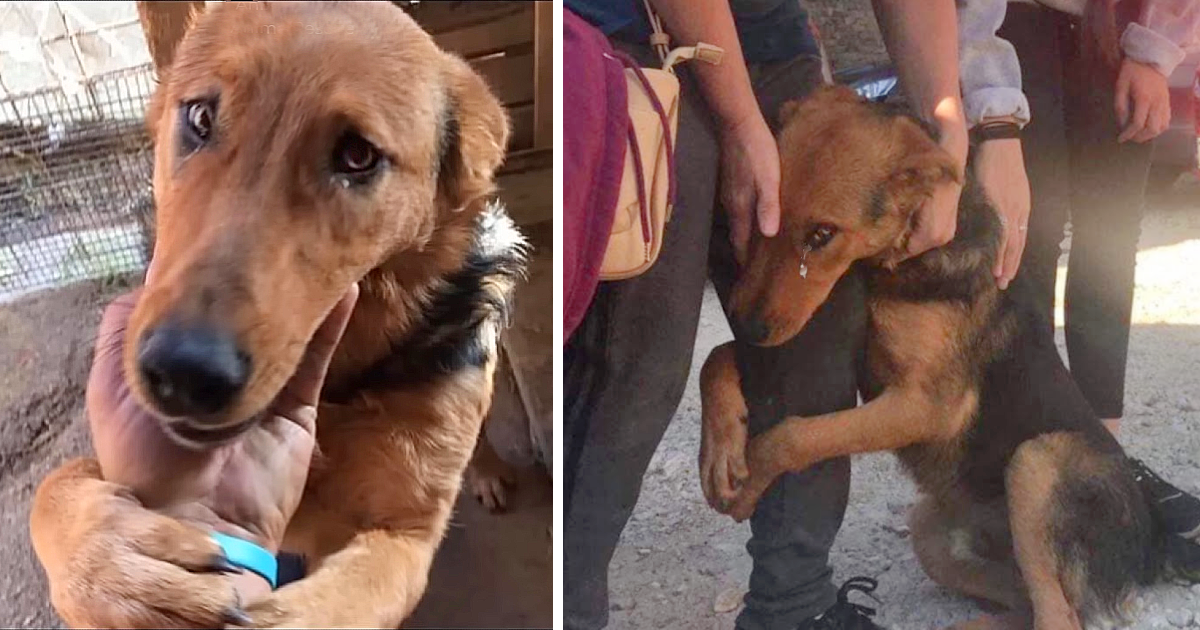 Fortunately, this once homeless pup has ...