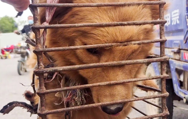 Many in the dog trade seem indifferent t...
