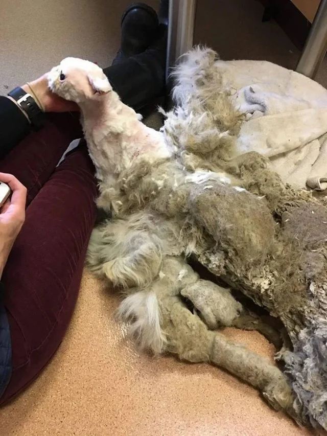 Extra image from article