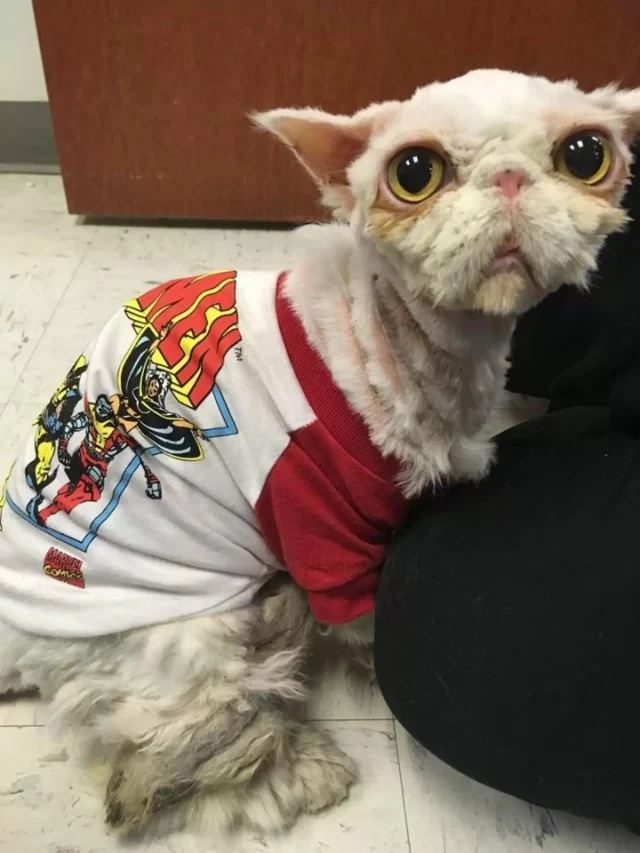 Extra image from article