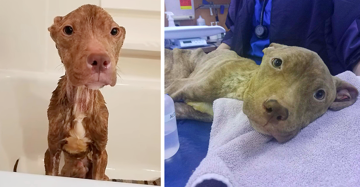 Take Ryker, for example, a pit bull mix ...