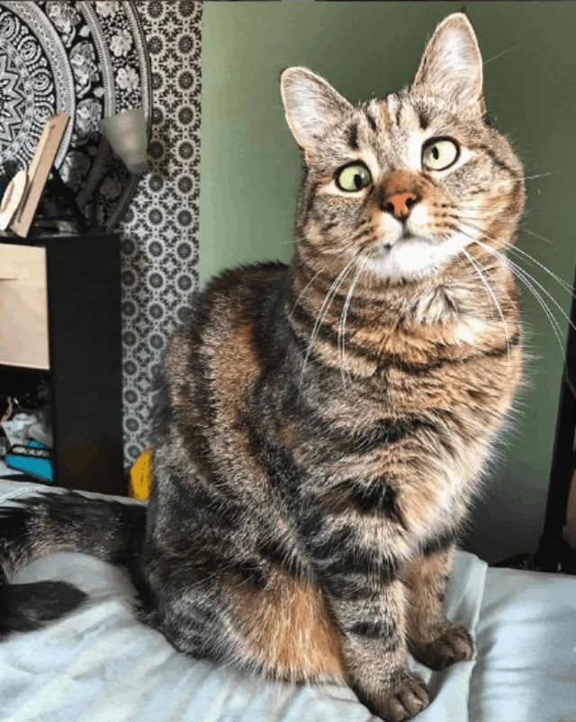 Extra image from article