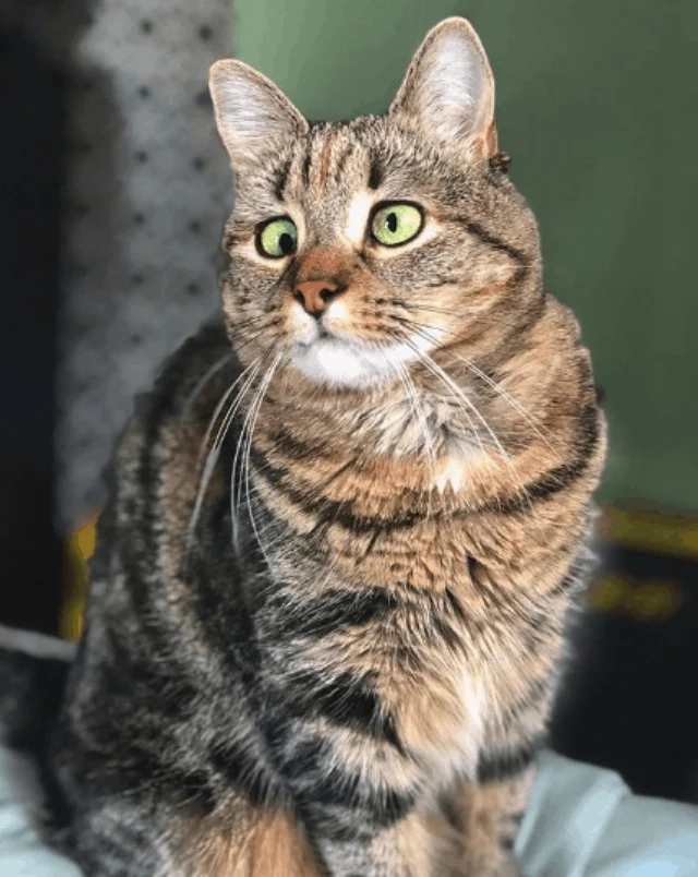 Extra image from article