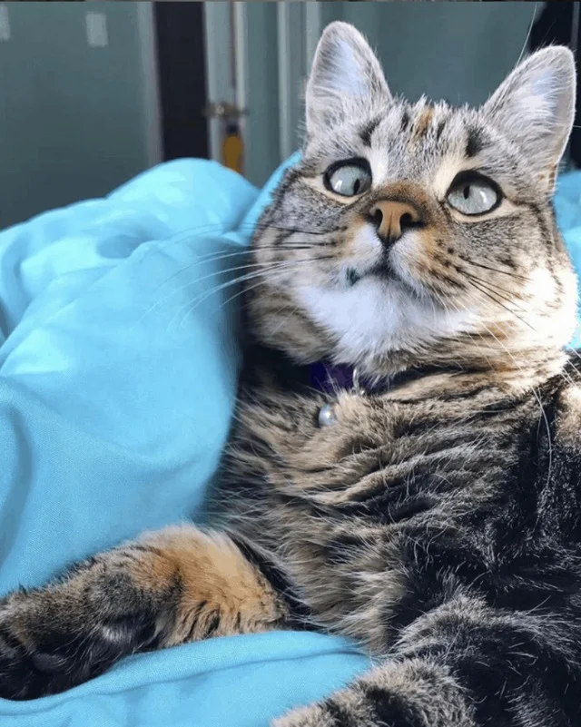 Extra image from article