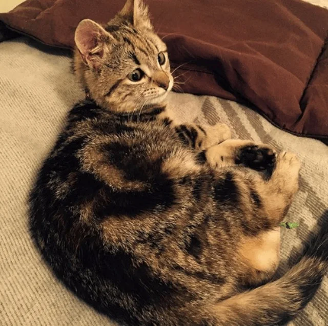 Extra image from article