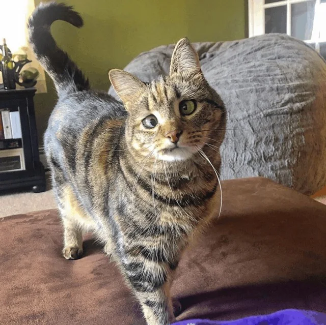 Extra image from article