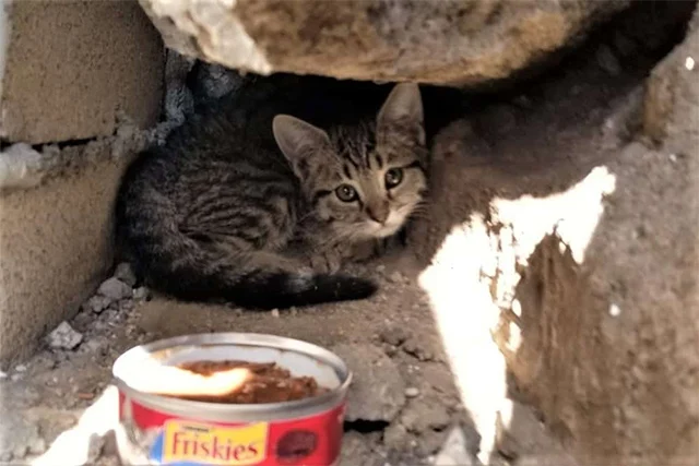 Once news of the kitten's plight spread ...
